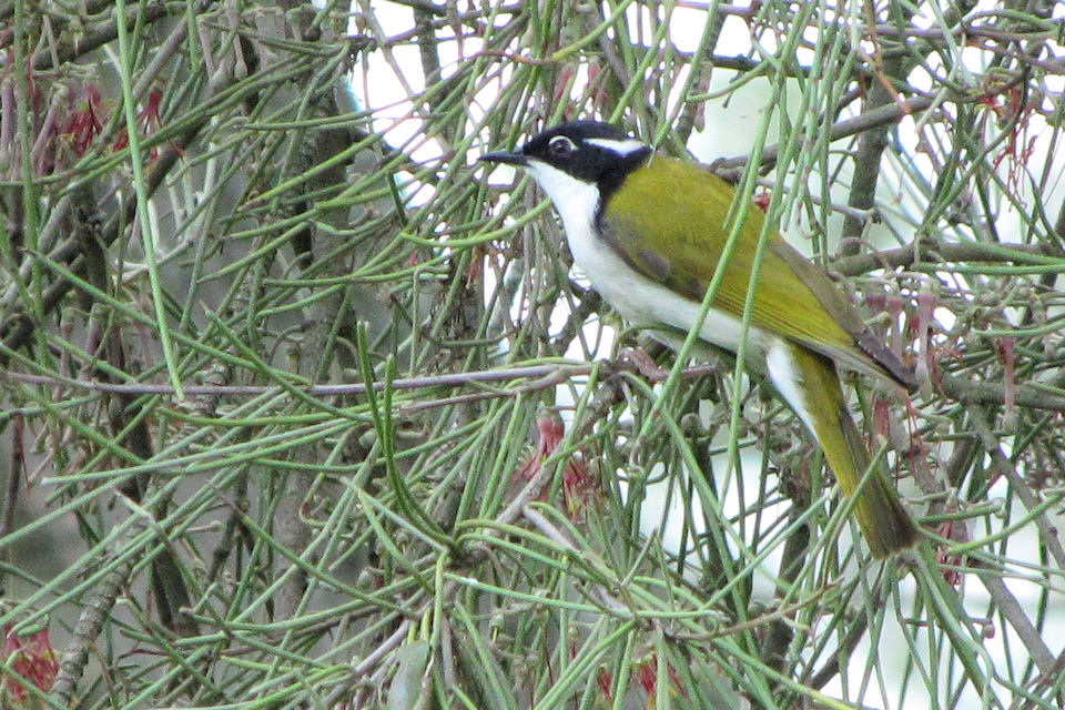 White-throated Honeyeater (Melithreptus albogularis)